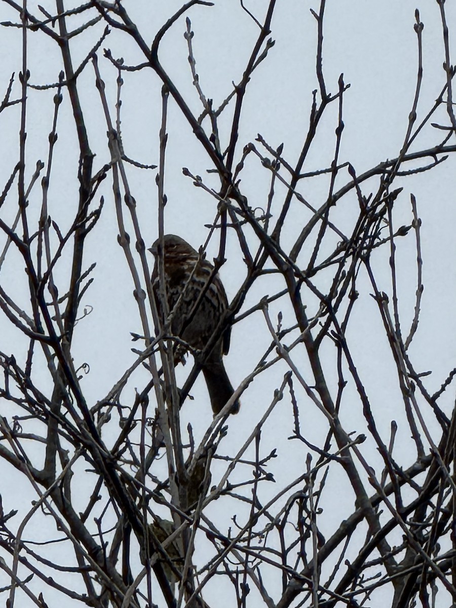 Fox Sparrow - ML644699746