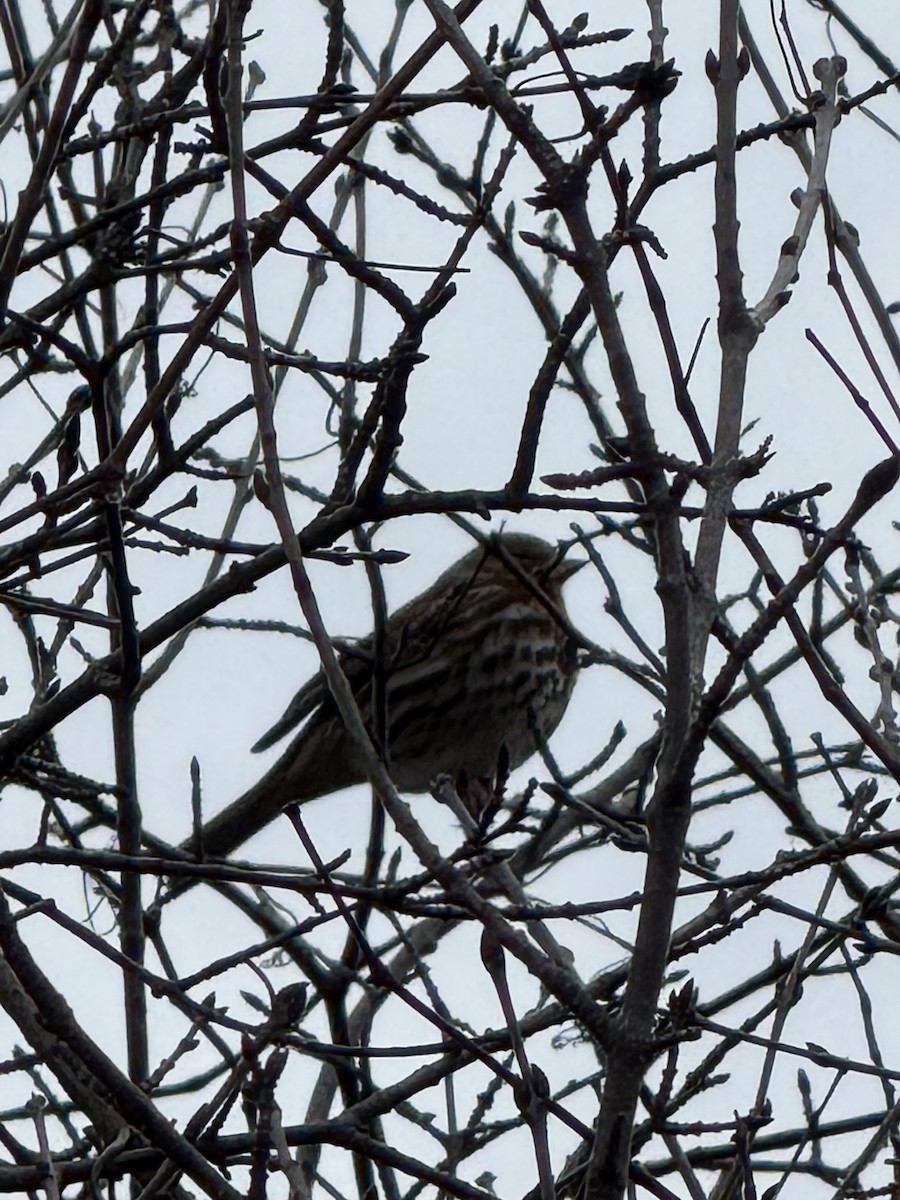 Fox Sparrow - ML644699747