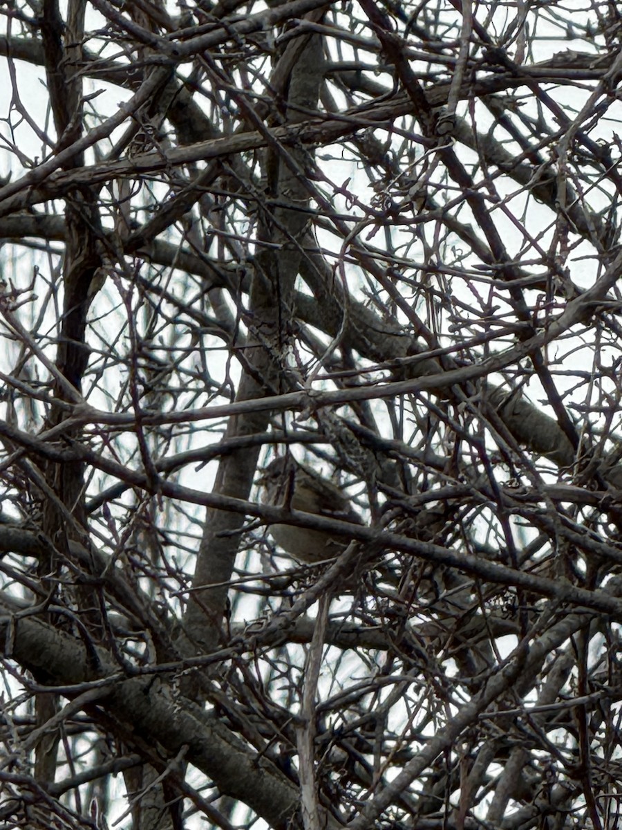 American Tree Sparrow - ML644699750