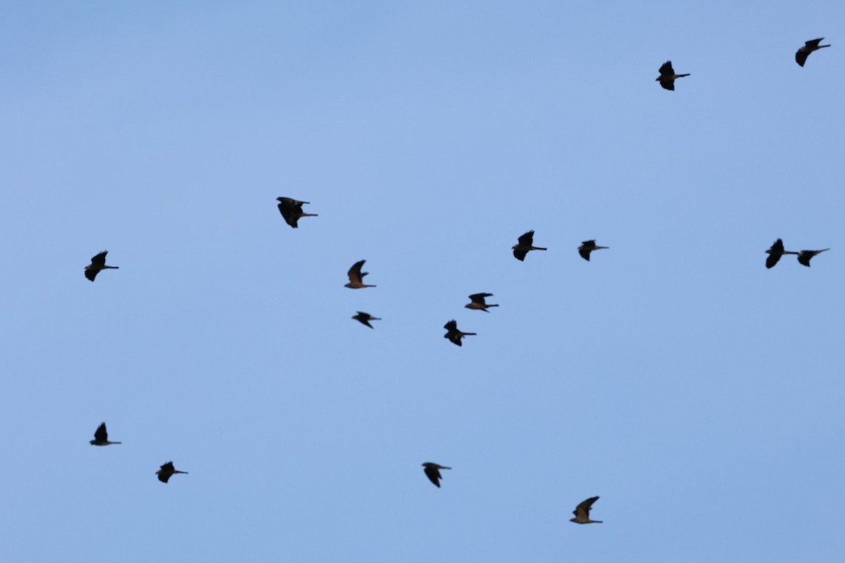 Mississippi Kite - ML644699751