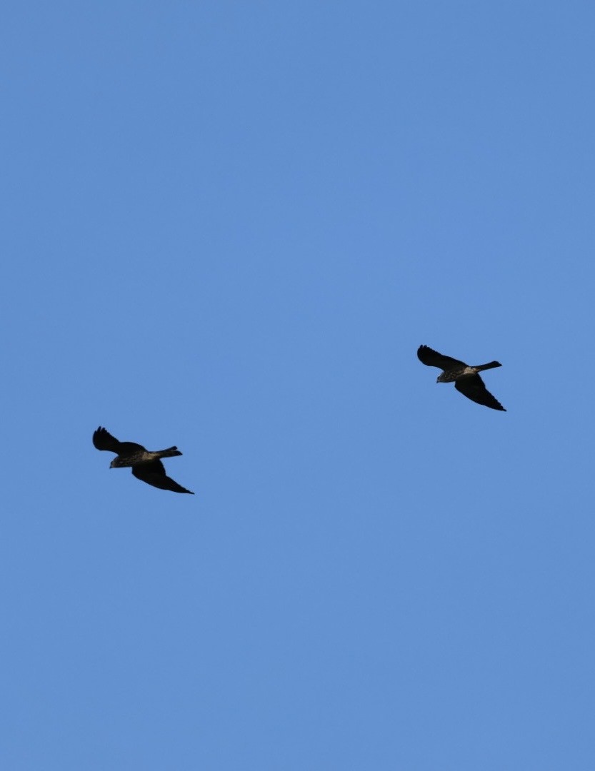 Mississippi Kite - ML644699752