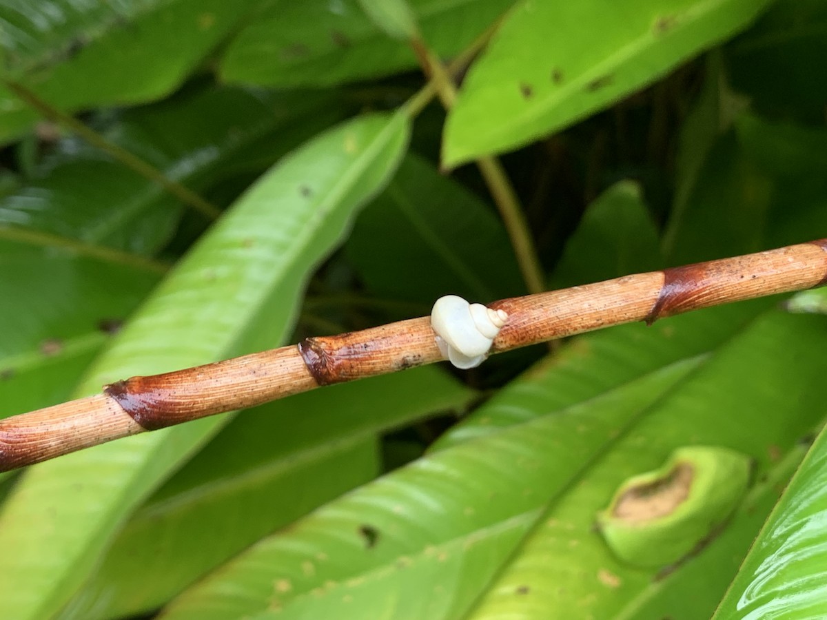 Animals - ML644699759