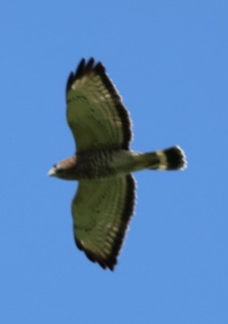 káně širokokřídlá - ML644699761