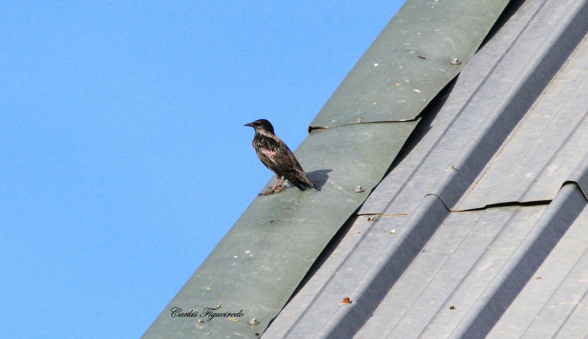 Spotless Starling - ML644699762