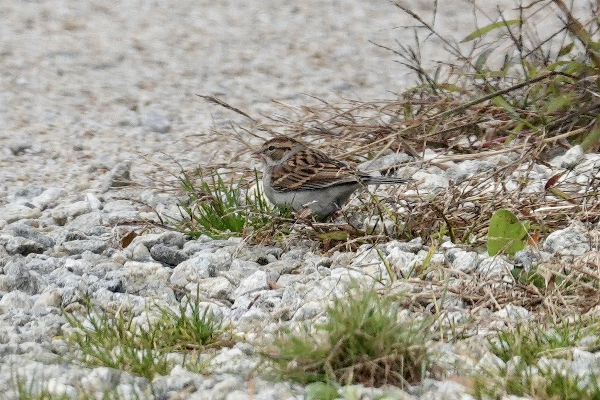 strnádka vrabcovitá - ML644699765