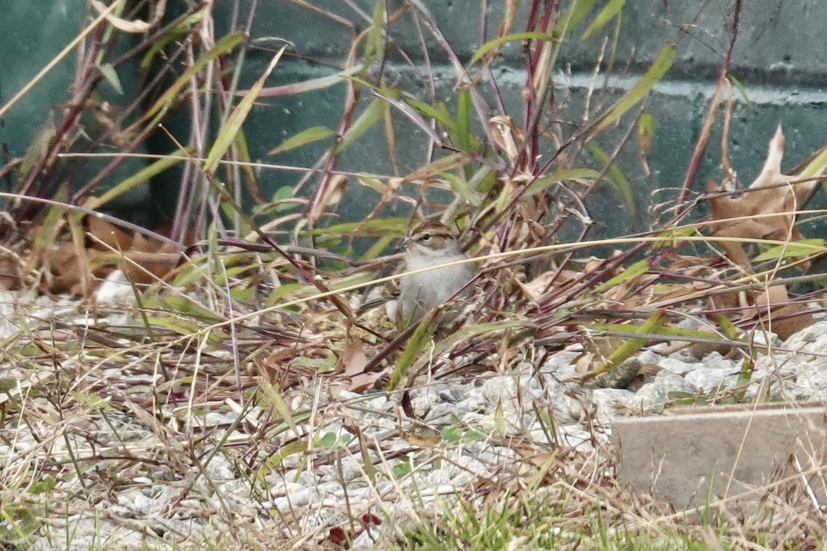 strnádka vrabcovitá - ML644699769