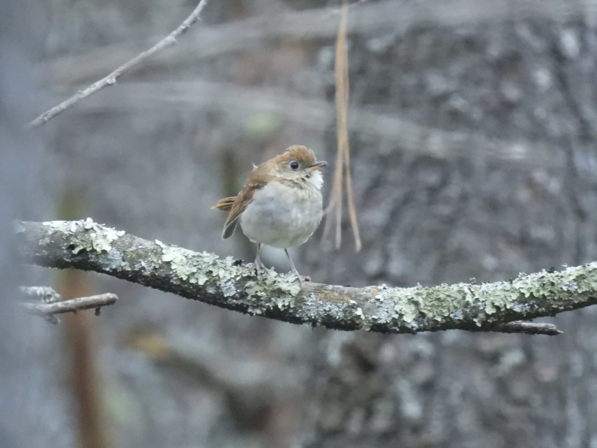 Russet Nightingale-Thrush - ML644699779