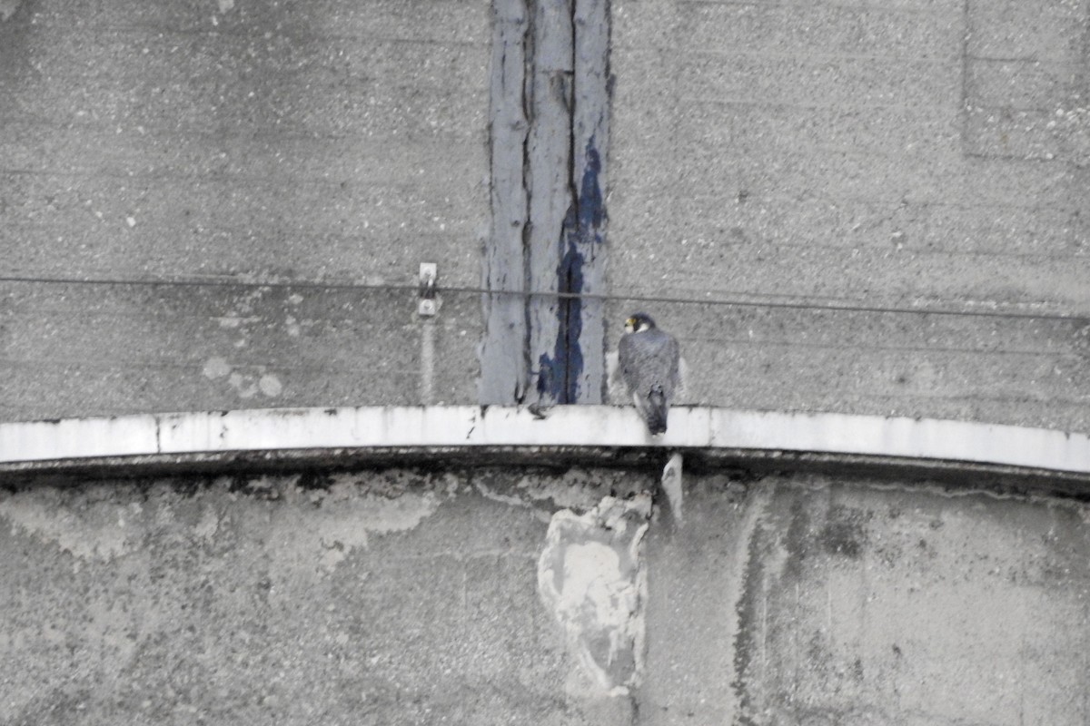 Эгэл шонхор - ML644699787