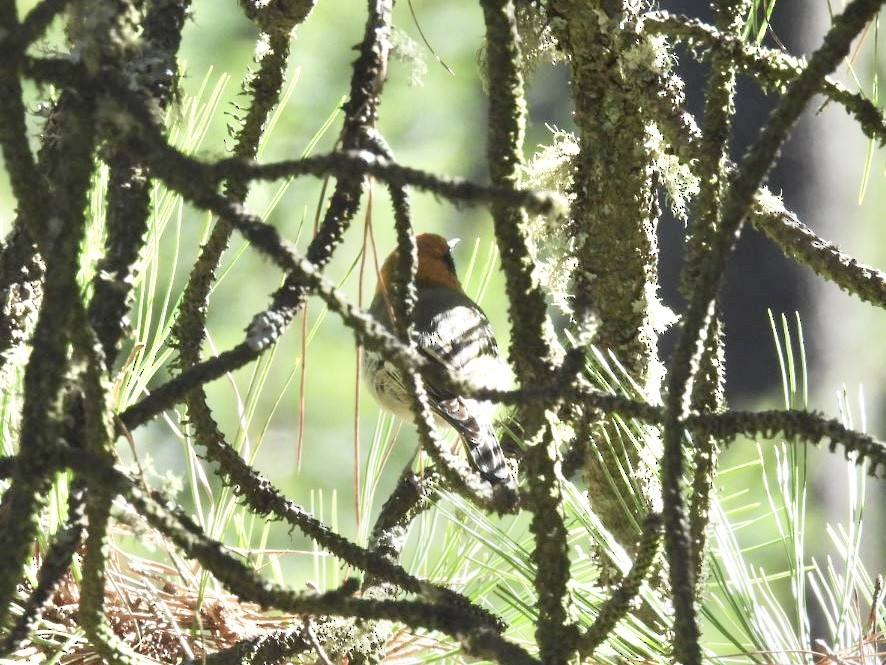 Olive Warbler - ML644699788