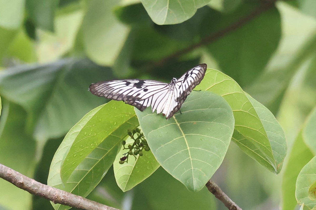 Blanchard's Ghost - ML644699789