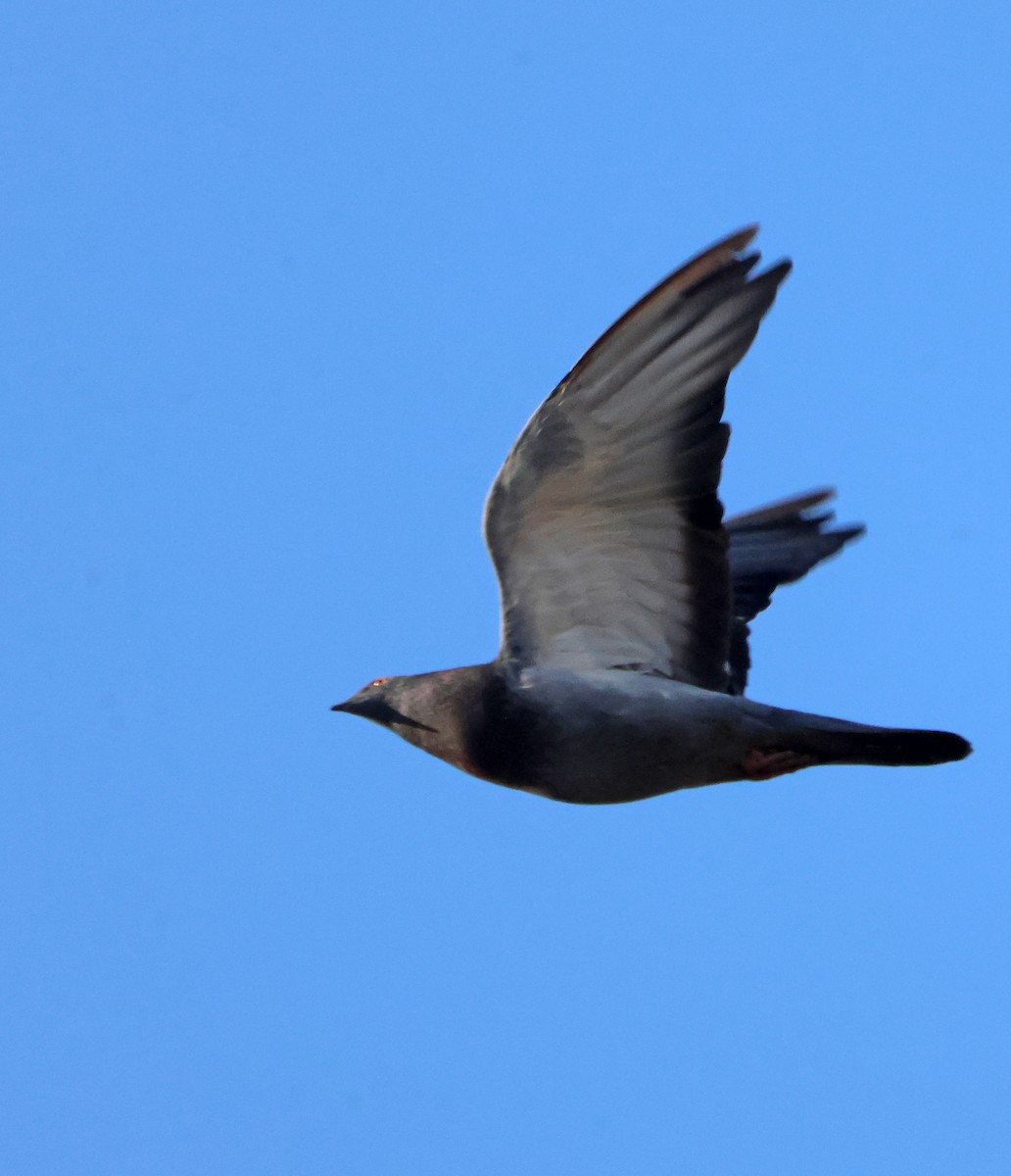 Felsentaube (Straßentaube) - ML644699790