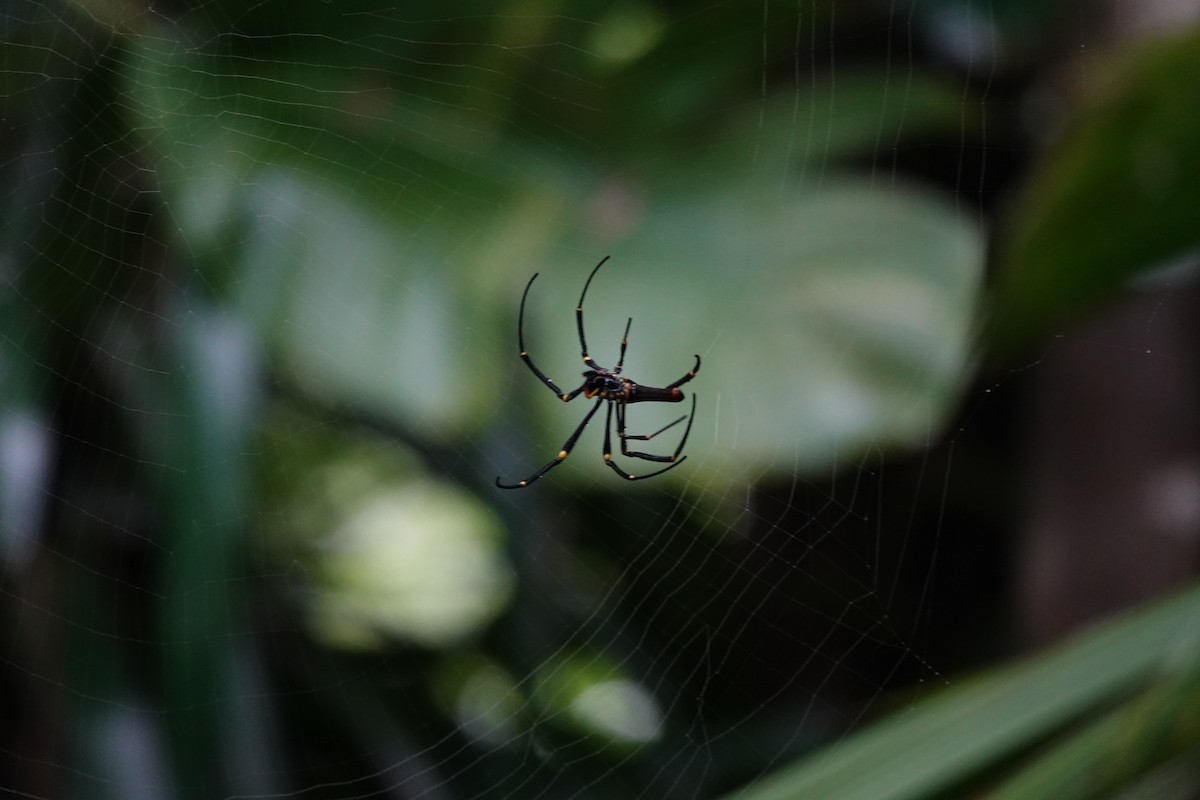 Animals - ML644699794