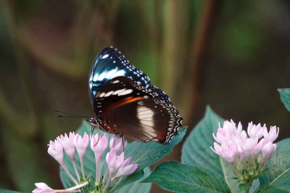 Animals - ML644699795