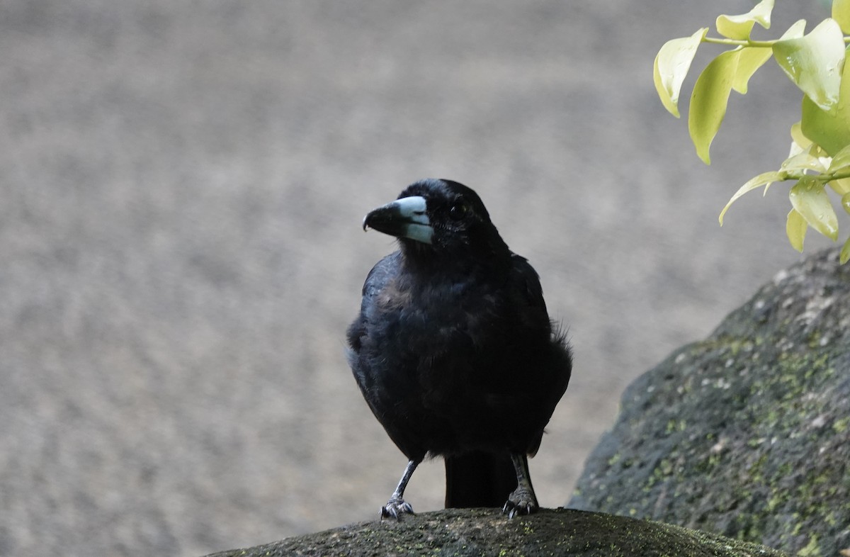 flétňák černý - ML644699797