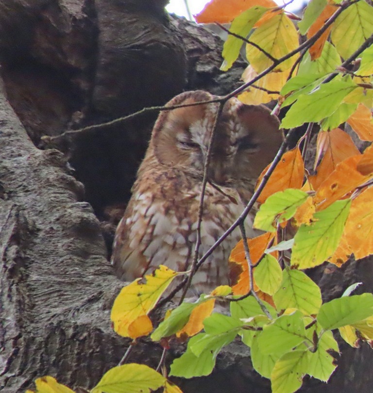 Tawny Owl - ML644699806