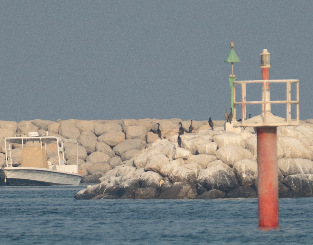 Socotra Cormorant - ML644699807