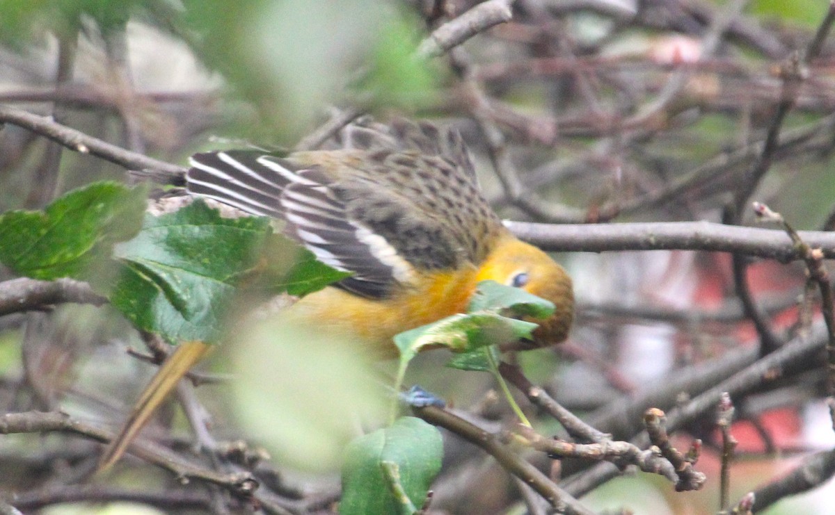 Балтиморский трупиал - ML644699816