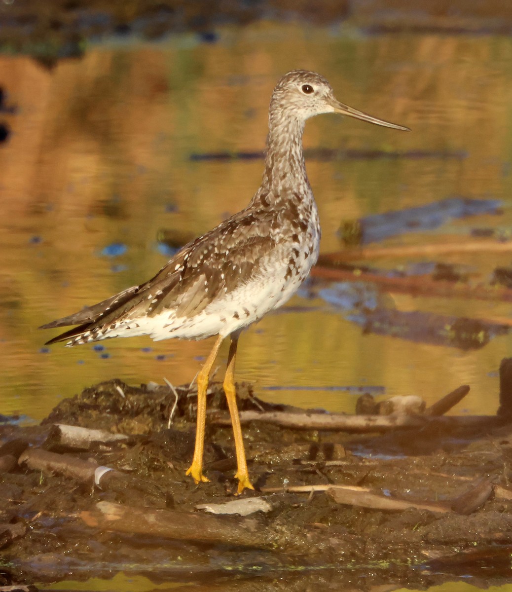 Greater Yellowlegs - ML644699817