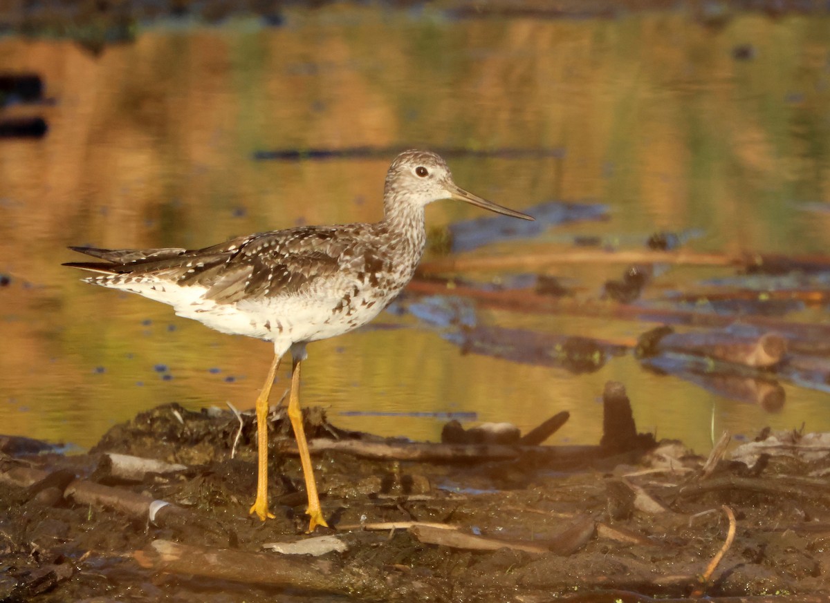 Greater Yellowlegs - ML644699818