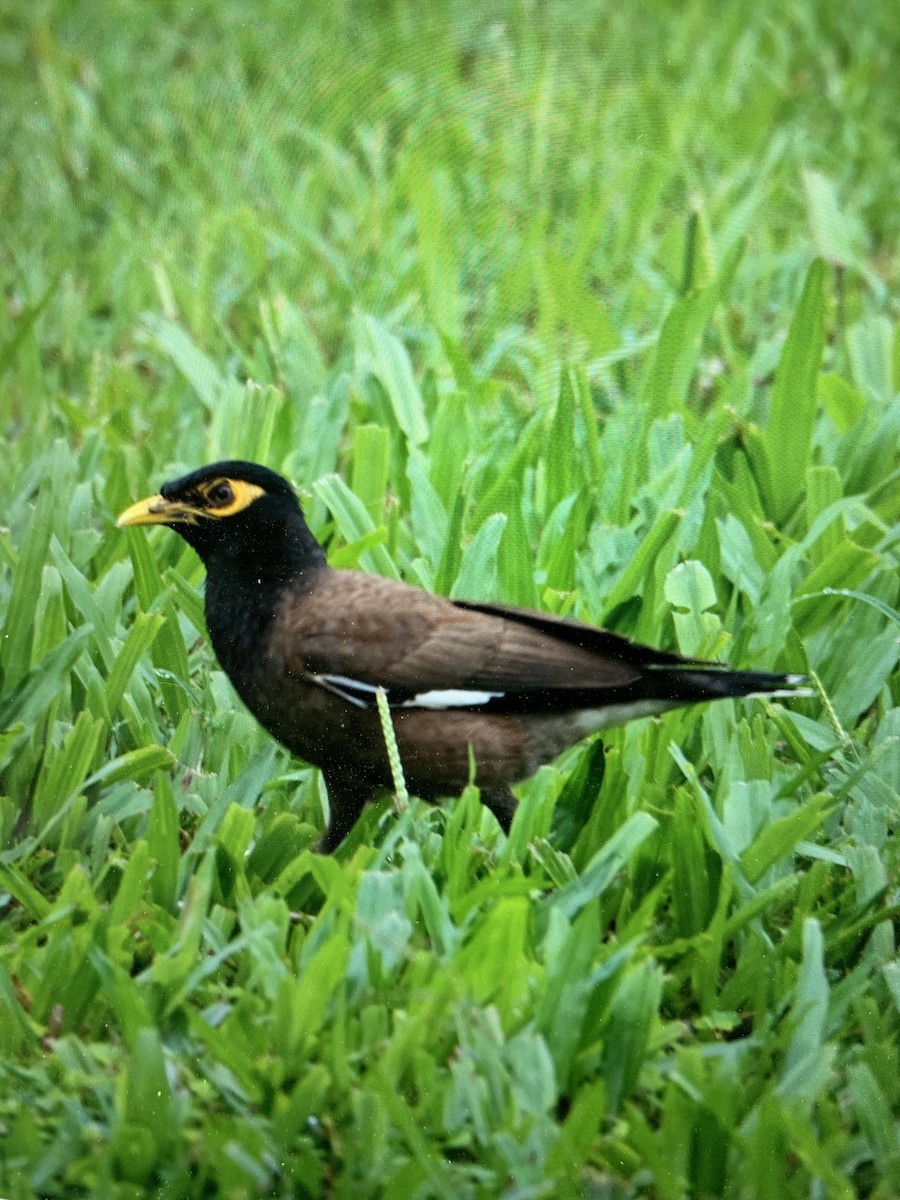 majna obecná - ML644699820