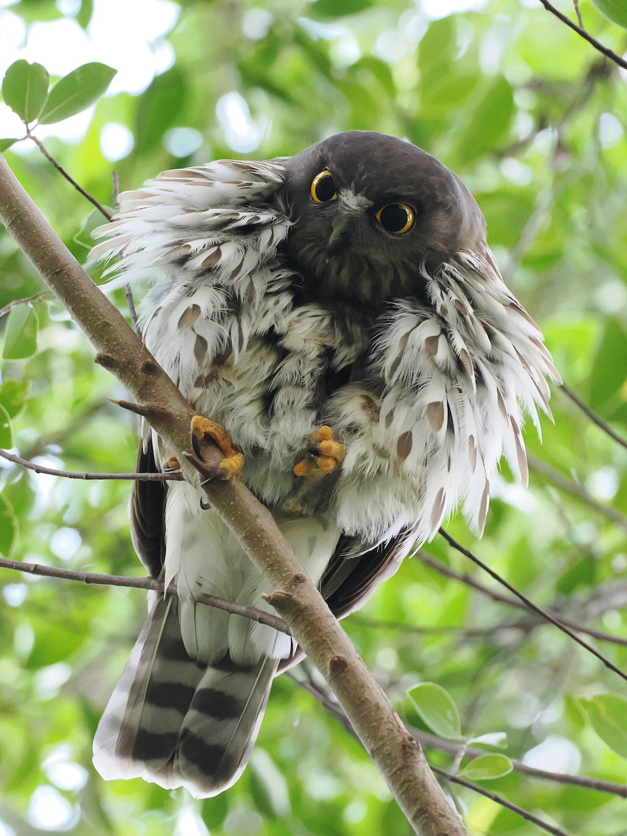 Northern Boobook - ML644699821