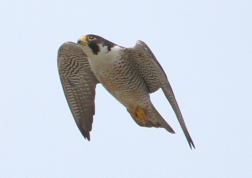 Эгэл шонхор - ML644699822