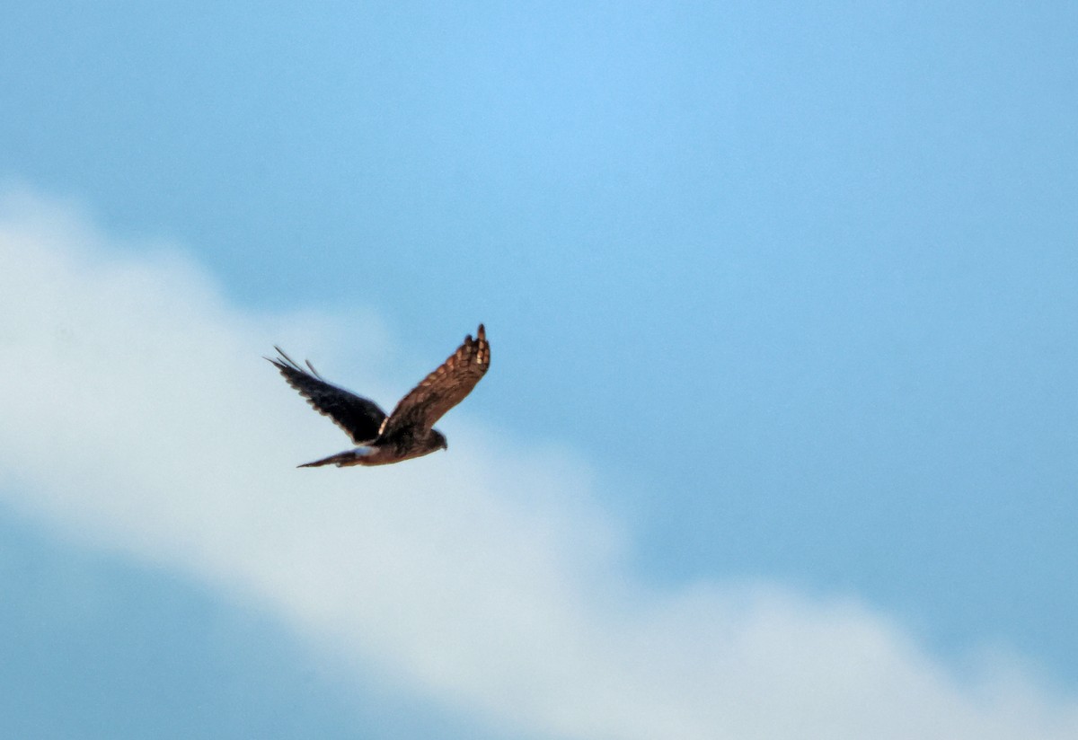 moták severoamerický - ML644699824