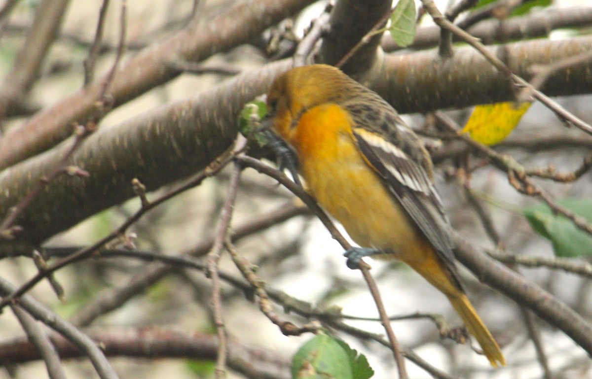 Балтиморский трупиал - ML644699826