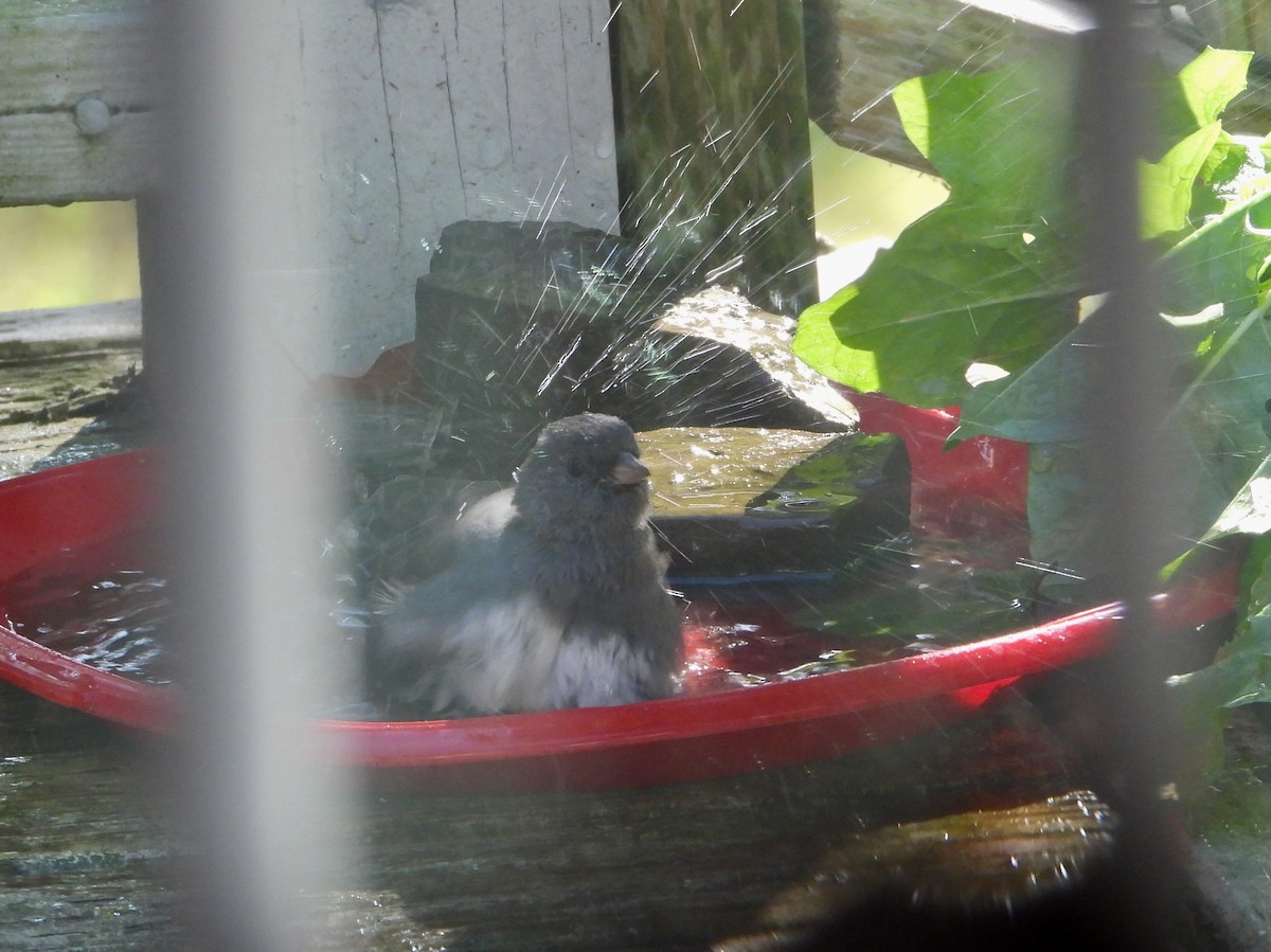 Dark-eyed Junco - ML644699831