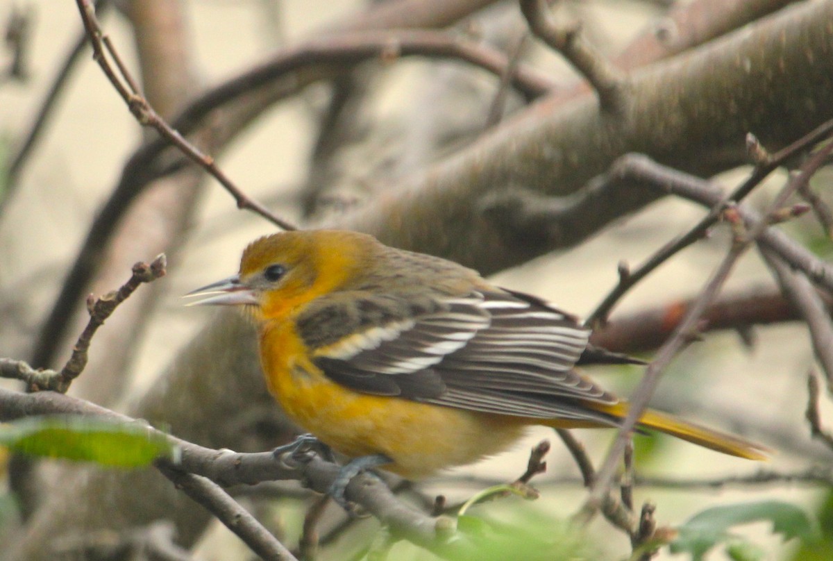 Балтиморский трупиал - ML644699836