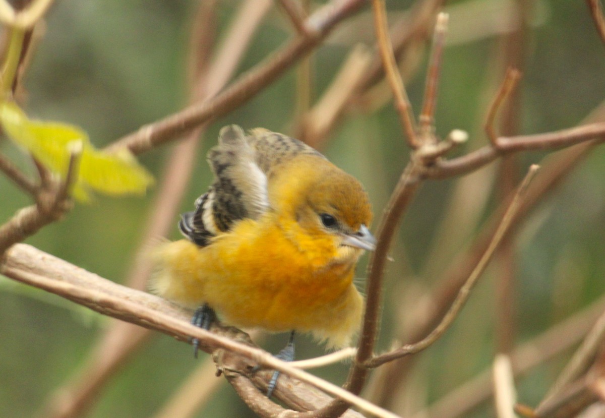 Балтиморский трупиал - ML644699846