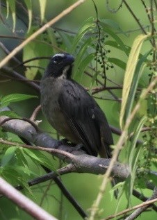 Zimtbauchsaltator - ML644699856