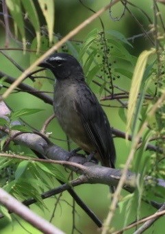 Zimtbauchsaltator - ML644699857