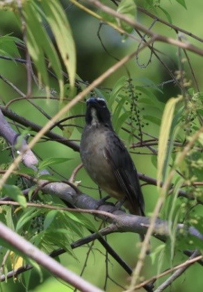 Zimtbauchsaltator - ML644699858