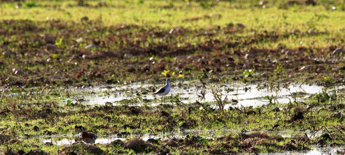 Grünschenkel - ML644699864