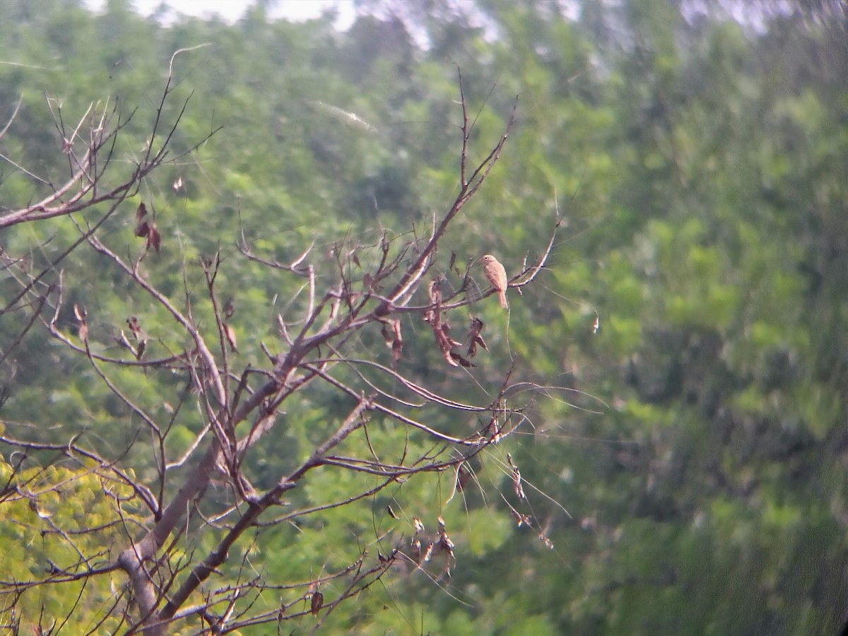 Gelbkehlsperling - ML644699865