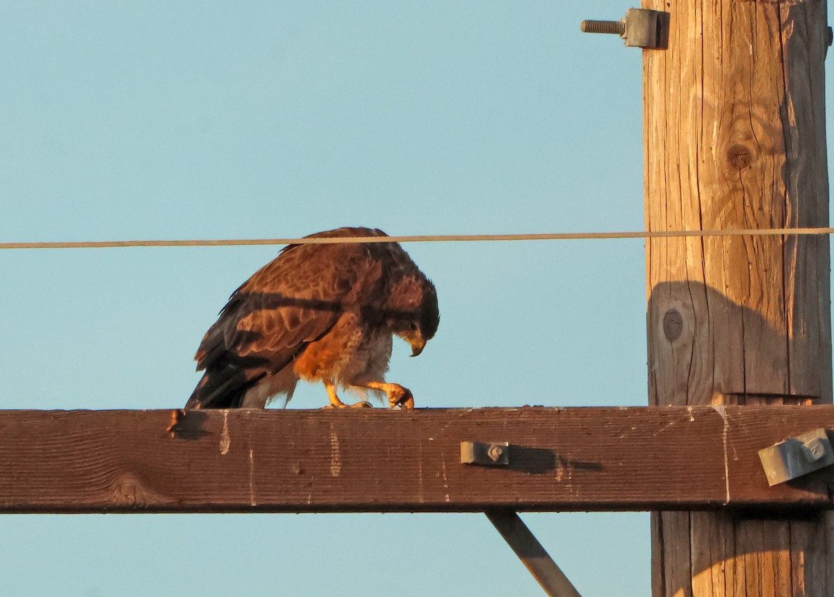 Präriebussard - ML644699870