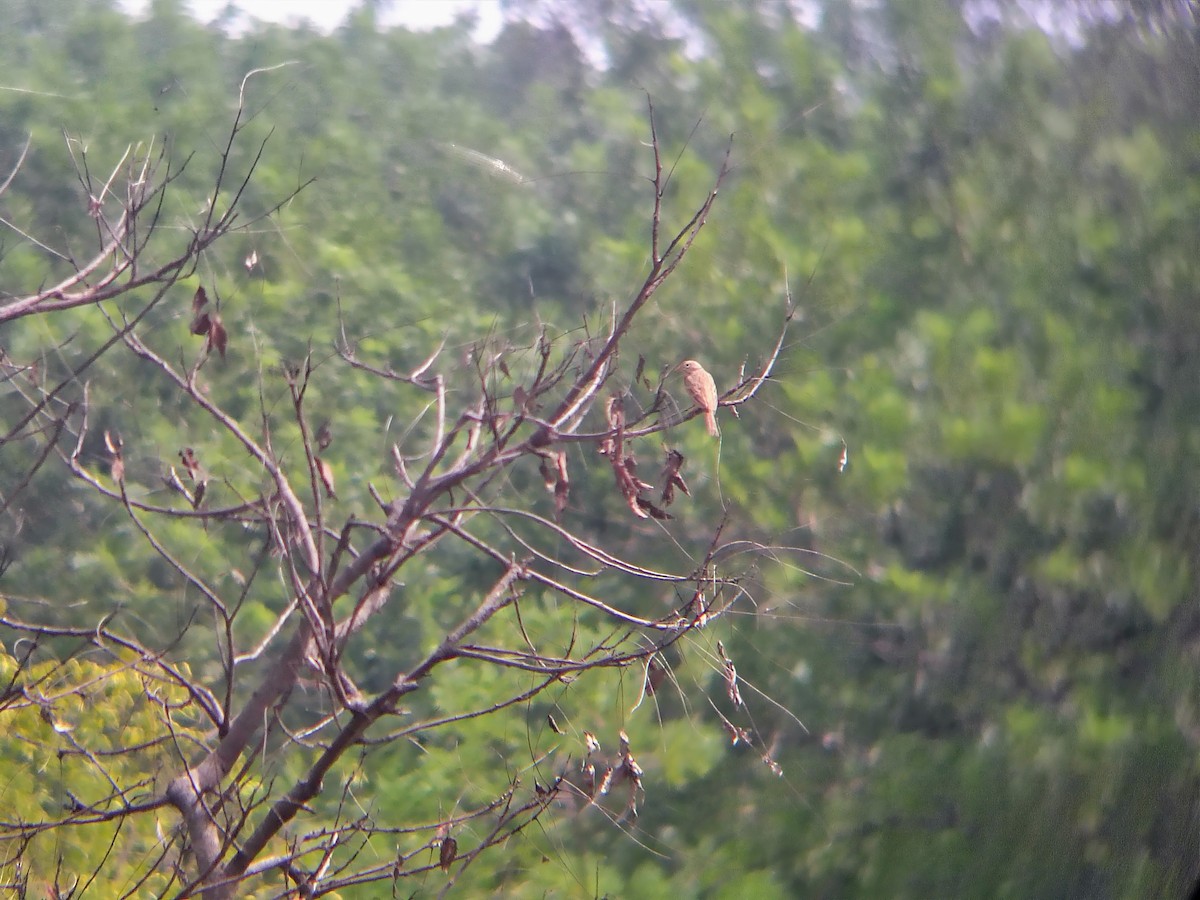 Gelbkehlsperling - ML644699873