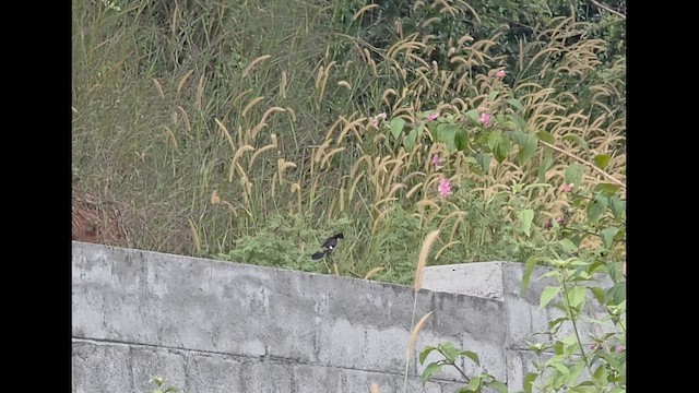 Jakobinerkuckuck - ML644699875