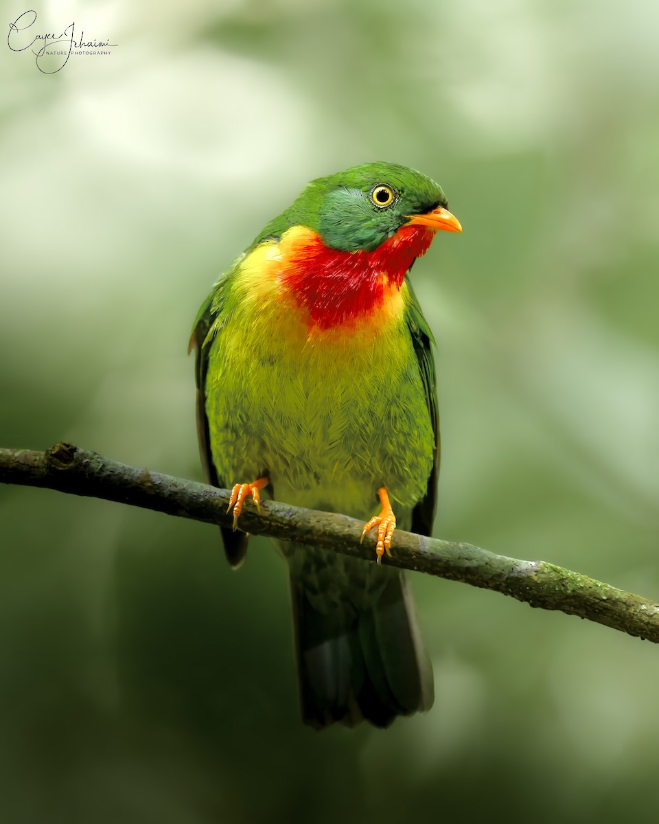 Scharlachbrustkotinga - ML644699876