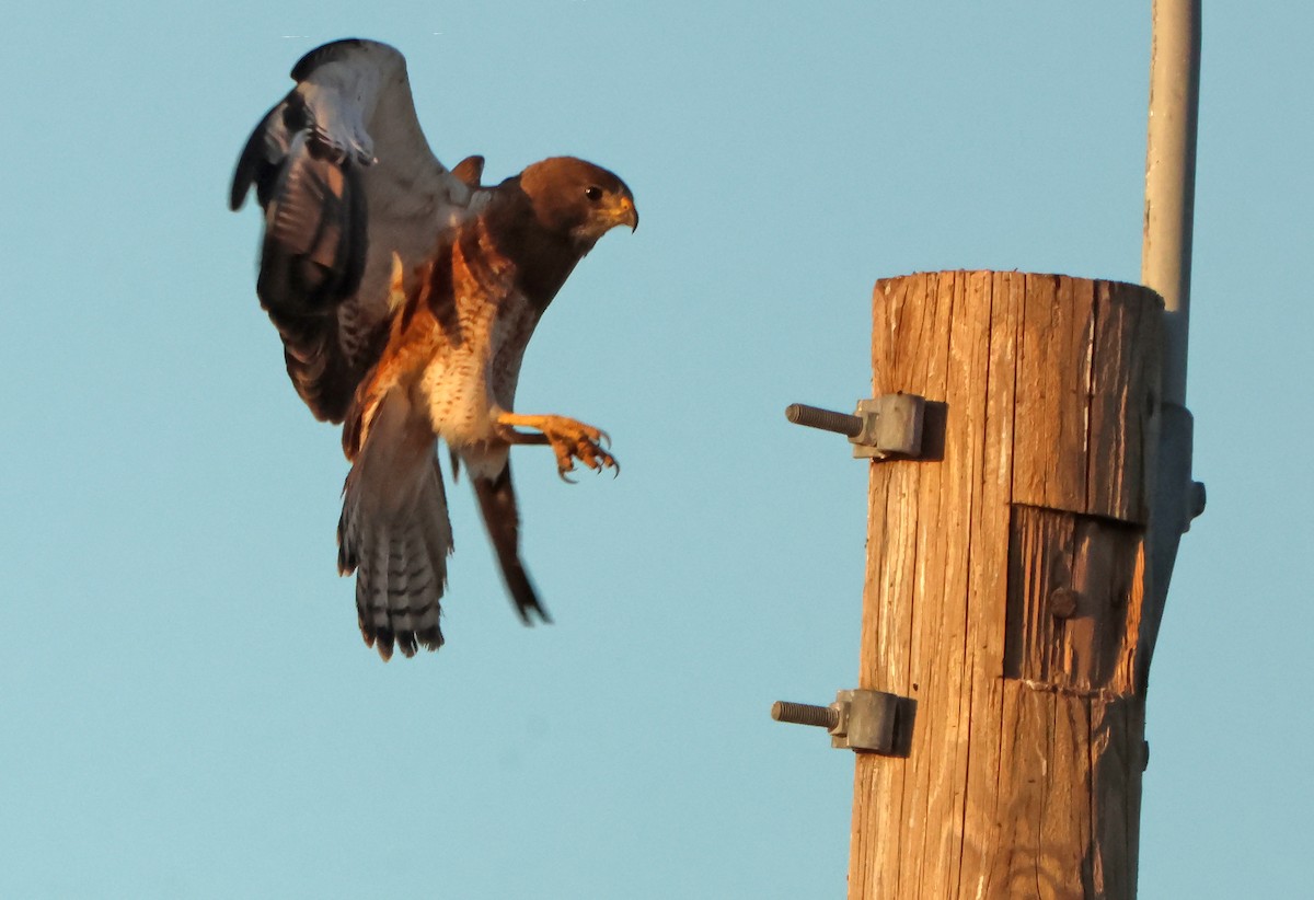 Präriebussard - ML644699877