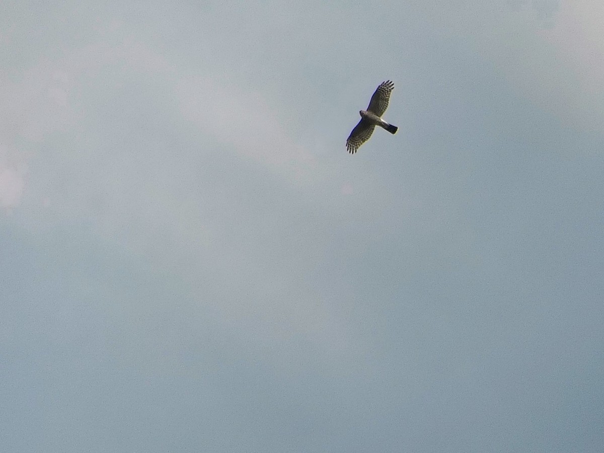 Sperber - ML644699879