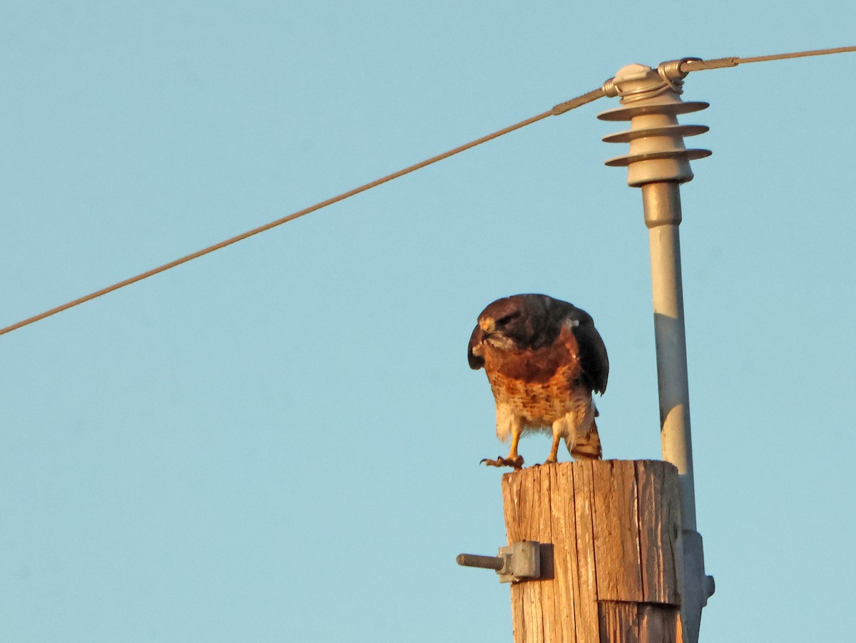 Präriebussard - ML644699880