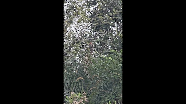 Graubauchkuckuck - ML644699881