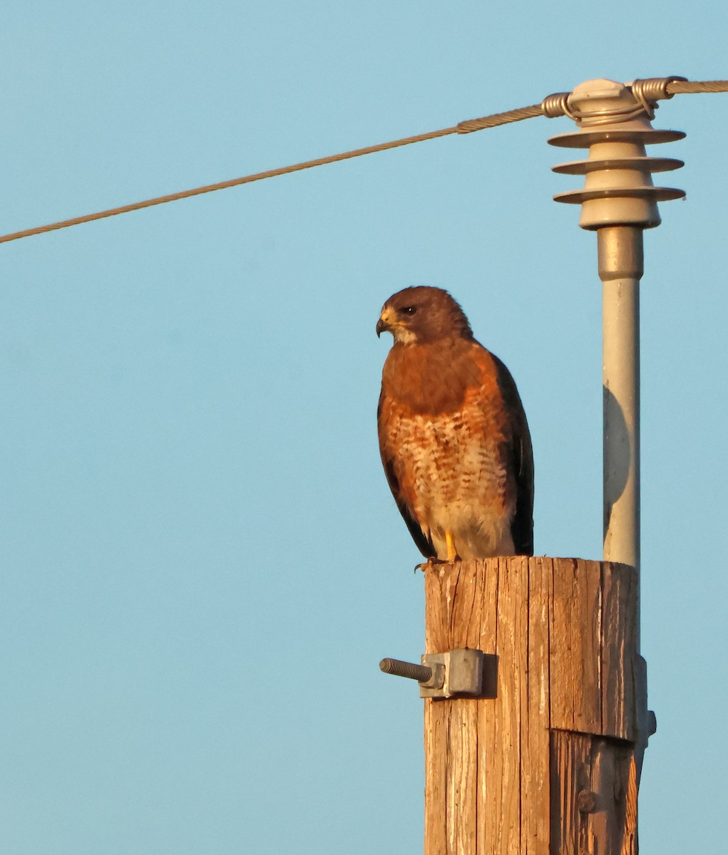 Präriebussard - ML644699887