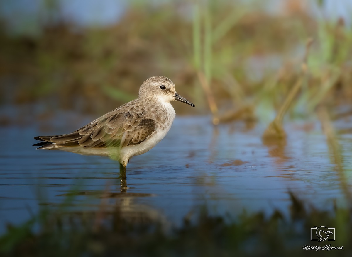 Zwergstrandläufer - ML644699888