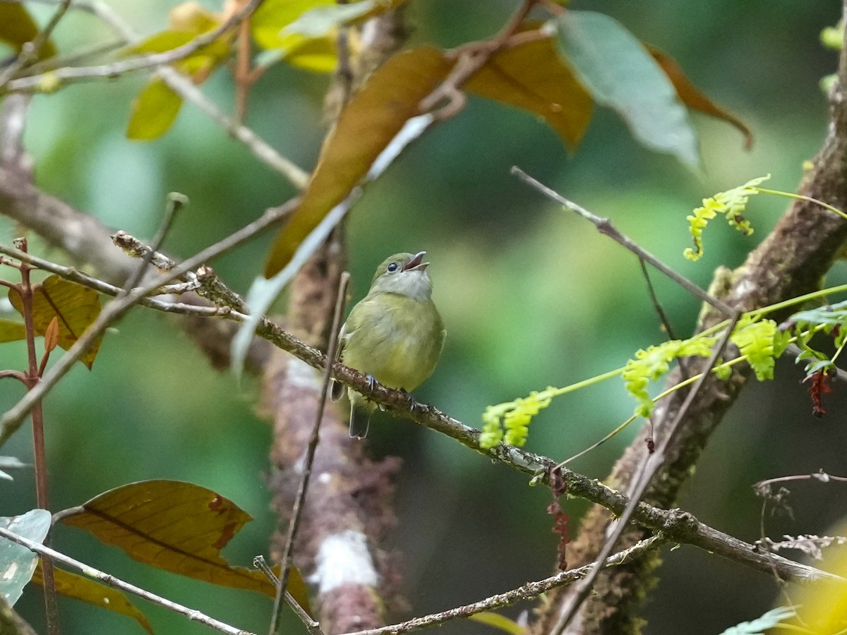 Weißkragenpipra - ML644699889