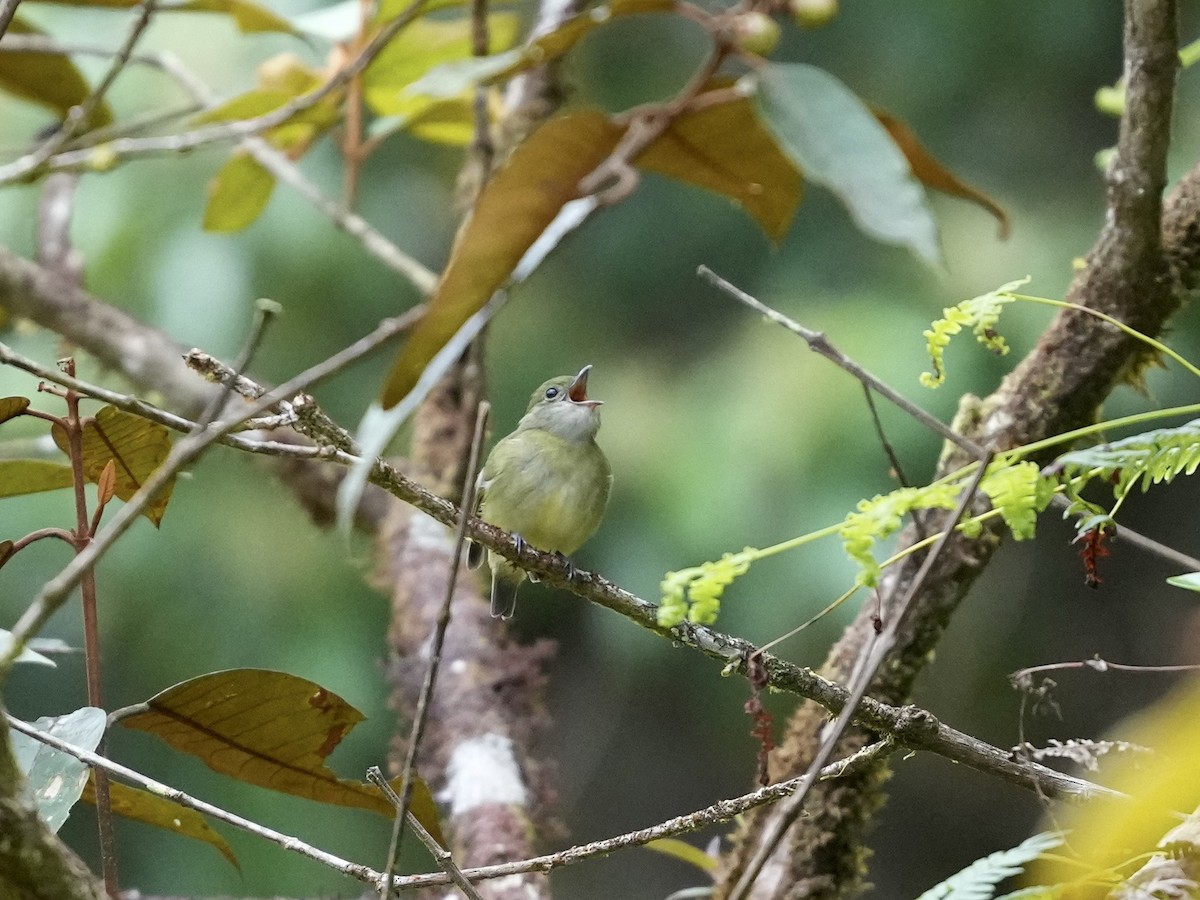 Weißkragenpipra - ML644699890