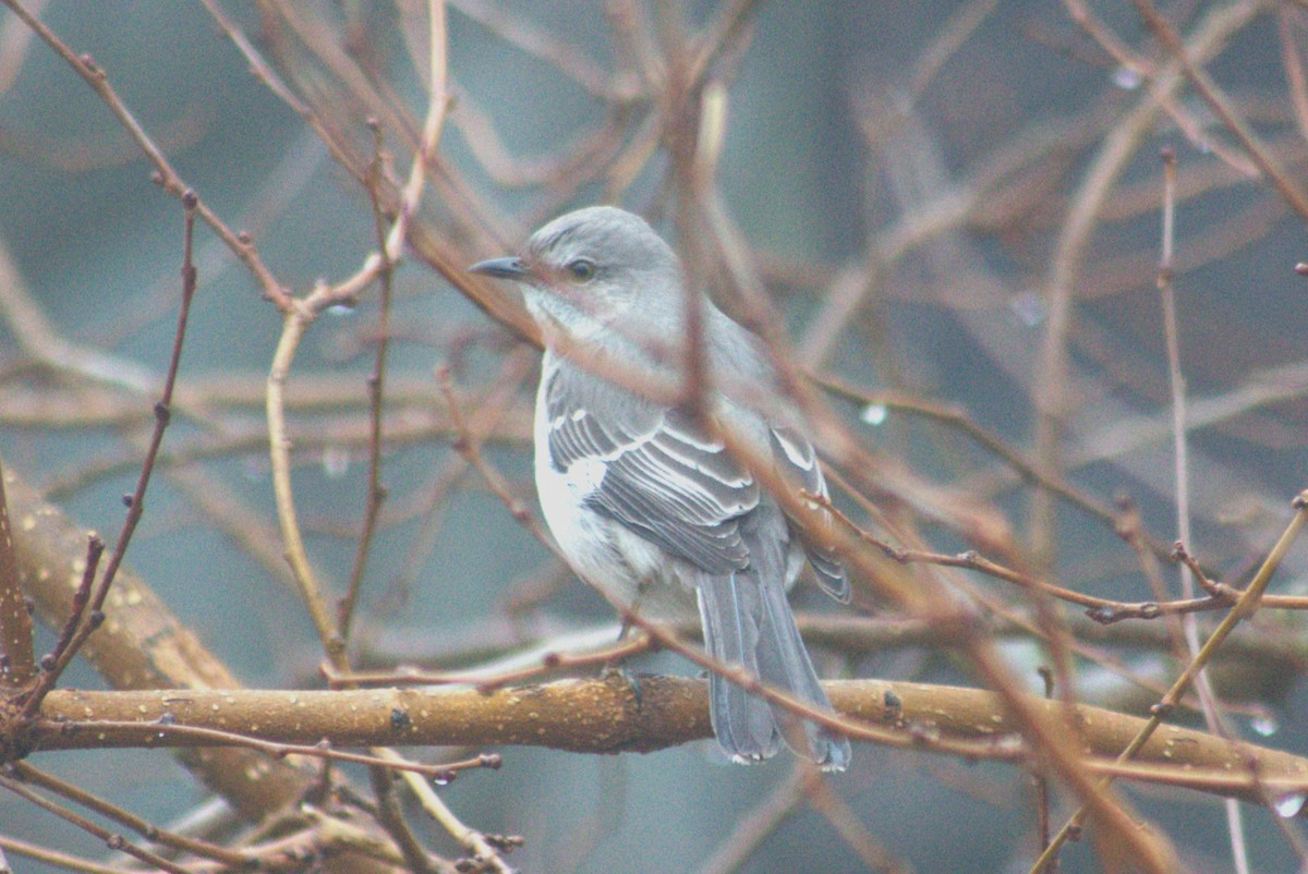 Gartenspottdrossel - ML644699891