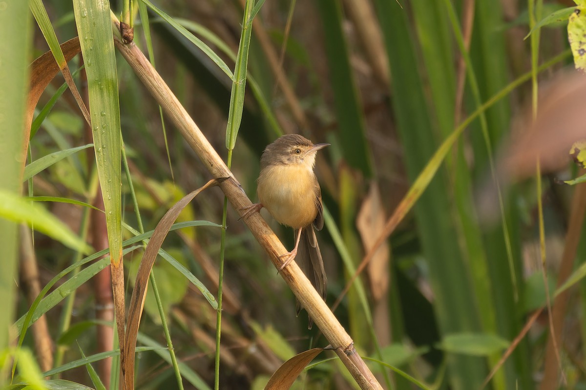 Schlichtprinie - ML644699892